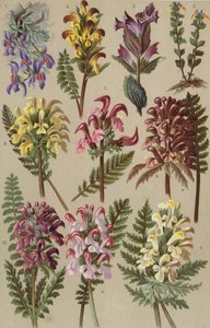 Alpesi flóra alkotó: European School